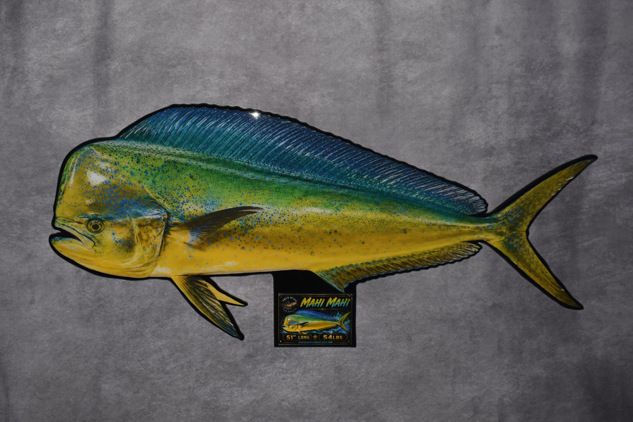 A decorative metal fish wall sign shaped like a dolphinfish, featuring a yellow and green body with a blue back, mounted against a textured gray background. A small black brand plaque is attached below the fish.