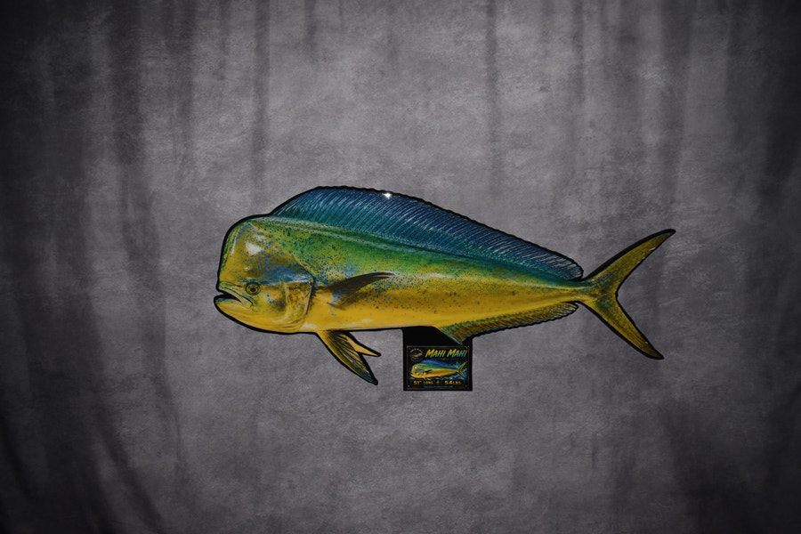 54" MAHI-MAHI