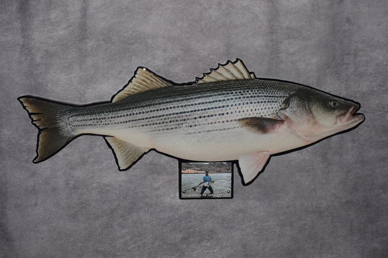 A taxidermy mounted striped bass fish on a textured gray fabric backdrop, with a small scale reference card positioned beneath the fish.
