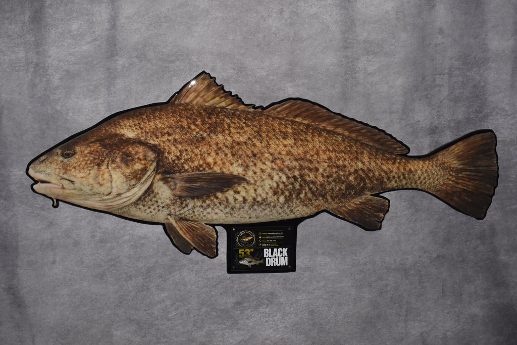 A taxidermy fish mount, likely a redfish or similar species, displayed against a textured gray fabric backdrop. The fish has a mottled pattern of brown, tan, and dark markings.