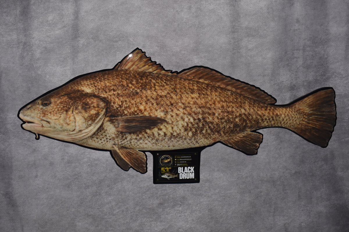 A taxidermy fish mount, likely a redfish or similar species, displayed against a textured gray fabric backdrop. The fish has a mottled pattern of brown, tan, and dark markings.