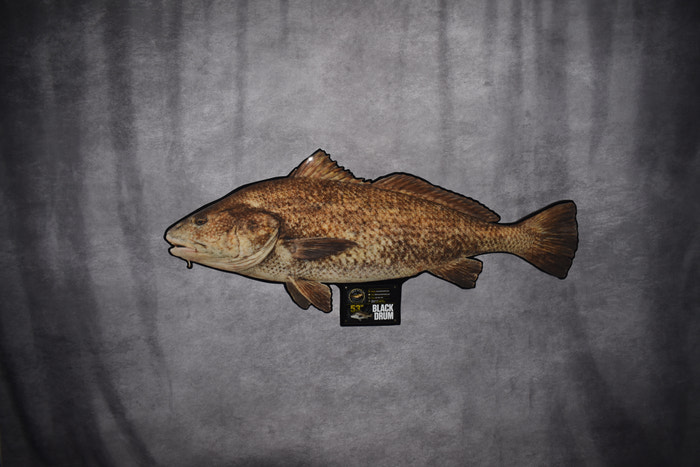 A taxidermy fish mount, likely a redfish or similar species, displayed against a textured gray fabric backdrop. The fish has a mottled pattern of brown, tan, and dark markings.