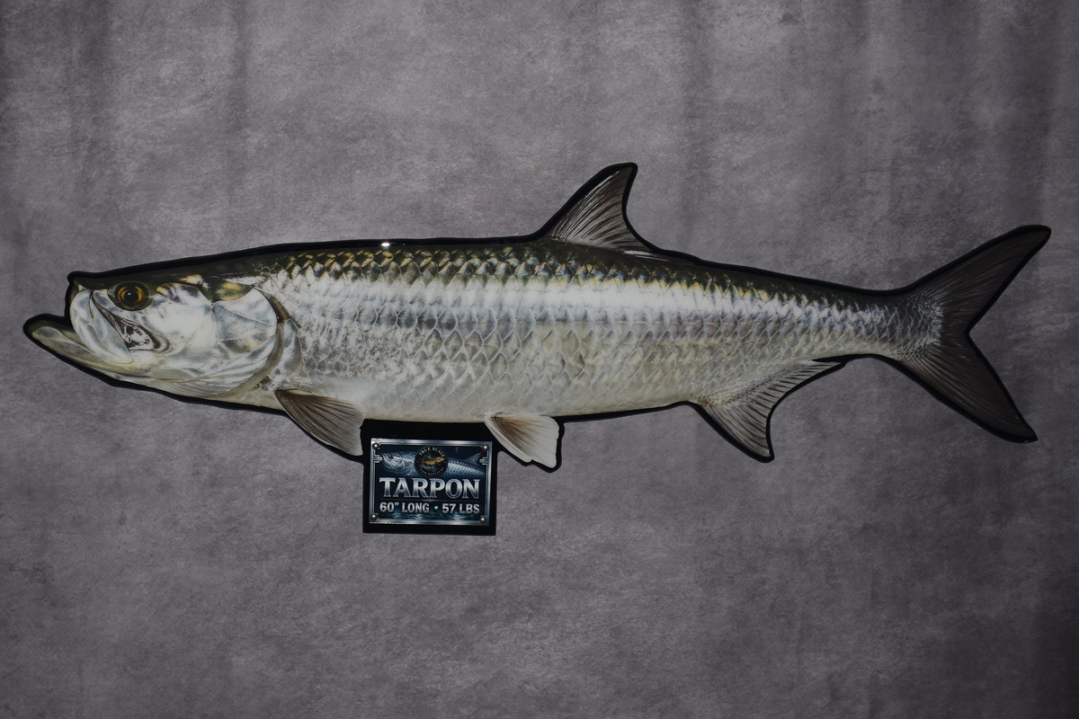 Drag to explore fish replica detail