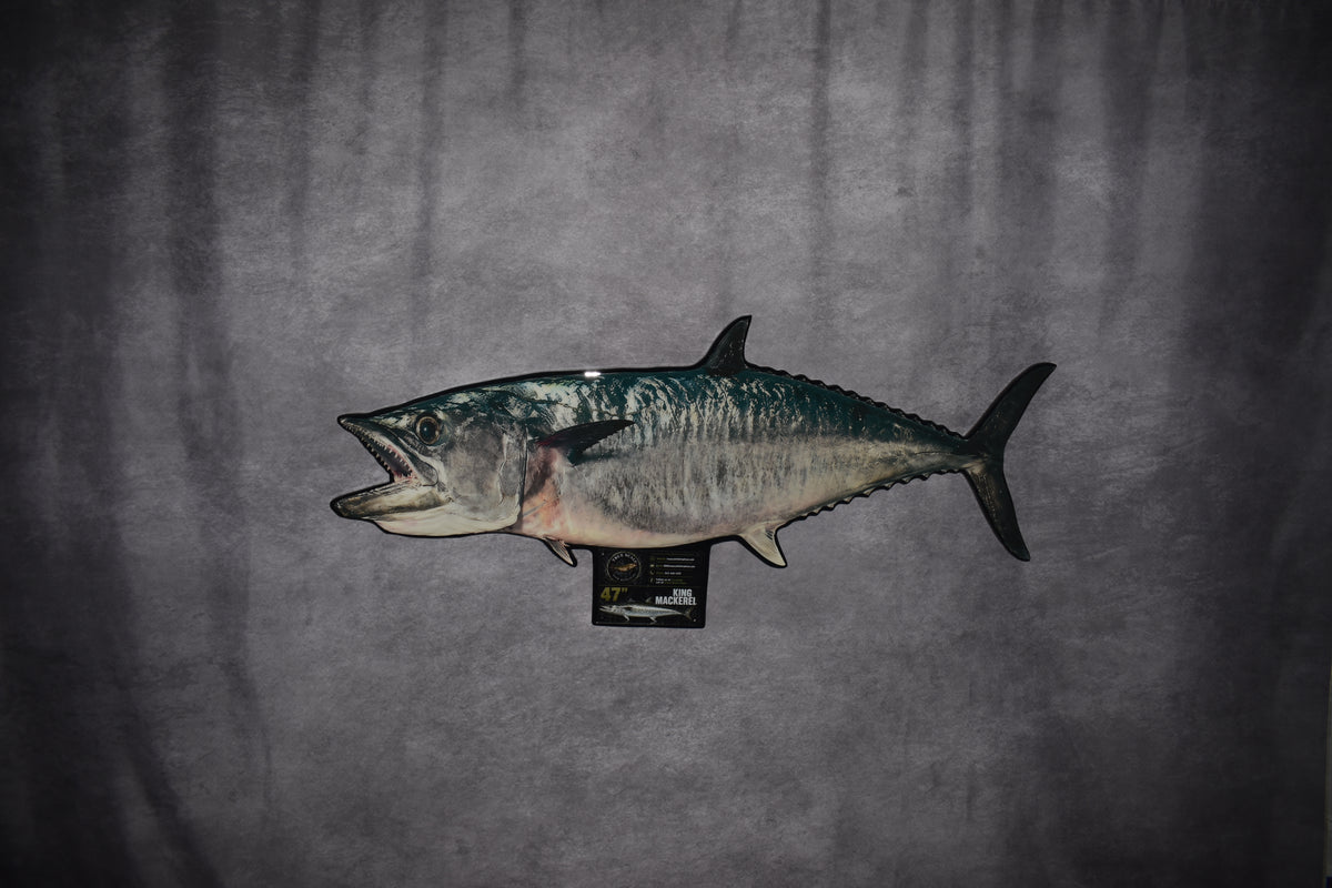 A taxidermy fish mount, specifically a tuna fish with its mouth open, mounted on a dark gray textured fabric backdrop.