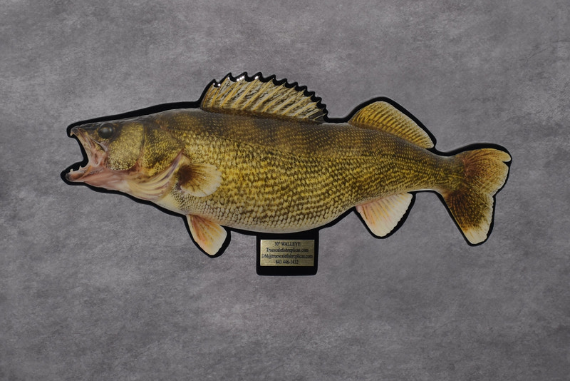 A taxidermy wall mount of a yellow-bell bass fish, mounted on a small black plaque, set against a dark gray textured fabric backdrop.